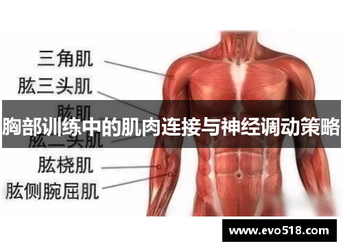 胸部训练中的肌肉连接与神经调动策略